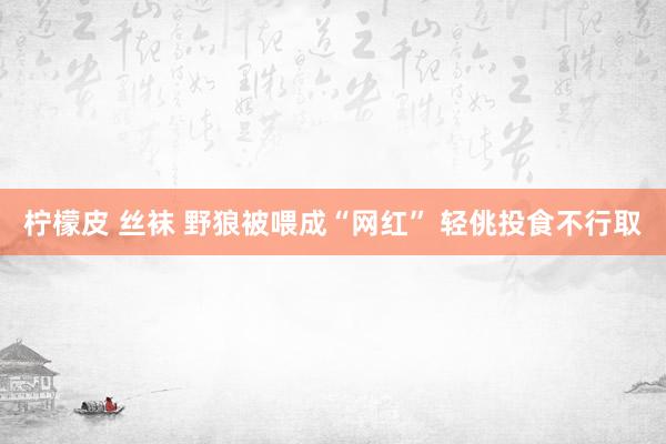 柠檬皮 丝袜 野狼被喂成“网红” 轻佻投食不行取